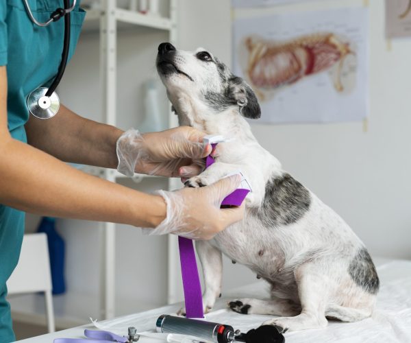 close-up-veterinarian-taking-care-dog (1)